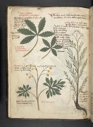 Dodaj zioła MS 41623 f.3v A, Belluno (tusz i kolor na welinie)