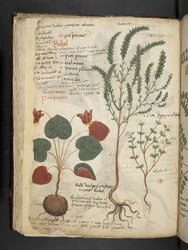 Dodaj MS 41623 f.40v 