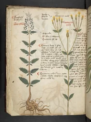 Dodaj MS 41623 f.48v 