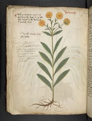 Dodaj MS 41623 f.49v 