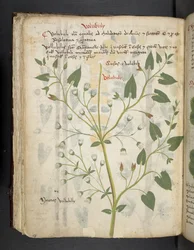 Dodaj MS 41623 f.75v 