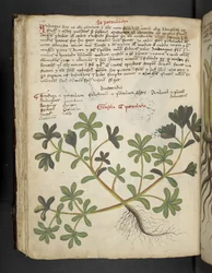 Dodaj MS 41623 f.81v De Portulaca, z "A herbal", Belluno (tusz i kolor na welinie)