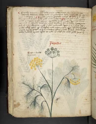 Dodaj MS 41623 f.84v Finocchio, z „A herbal”, Belluno (tusz i kolor na welinie)
