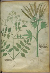 Ilustracja botaniczna, ok. 1440 r. (tusz i kolor na welinie)