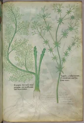 Ilustracja botaniczna, ok. 1440 r. (tusz i kolor na welinie)