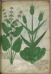 Ilustracja botaniczna, ok. 1440 r. (tusz i kolor na welinie)