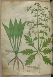 Ilustracja botaniczna, ok. 1440 r. (tusz i kolor na welinie)