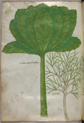 Ilustracja botaniczna, ok. 1440 r. (tusz i kolor na welinie)