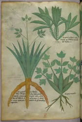 Ilustracja botaniczna, ok. 1440 r. (tusz i kolor na welinie)