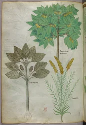 Ilustracja botaniczna, ok. 1440 r. (tusz i kolor na welinie)