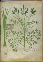 Ilustracja botaniczna, ok. 1440 r. (tusz i kolor na welinie)