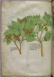 Ilustracja botaniczna, ok. 1440 r. (tusz i kolor na welinie)