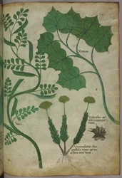 Ilustracja botaniczna, ok. 1440 r. (tusz i kolor na welinie)