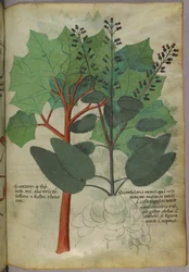 Ilustracja botaniczna, ok. 1440 r. (tusz i kolor na welinie)