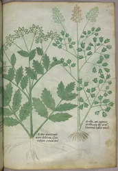 Ilustracja botaniczna, ok. 1440 r. (tusz i kolor na welinie)