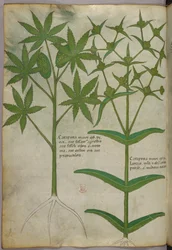 Ilustracja botaniczna, ok. 1440 r. (tusz i kolor na welinie)