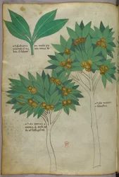 Ilustracja botaniczna, ok. 1440 r. (tusz i kolor na welinie)