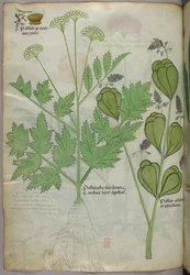 Ilustracja botaniczna, ok. 1440 r. (tusz i kolor na welinie)