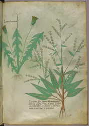 Ilustracja botaniczna, ok. 1440 r. (tusz i kolor na welinie)