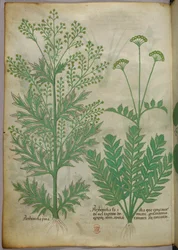 Ilustracja botaniczna, ok. 1440 r. (tusz i kolor na welinie)