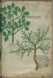 Ilustracja botaniczna, ok. 1440 r. (tusz i kolor na welinie)