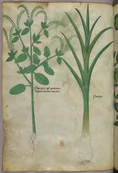 Ilustracja botaniczna, ok. 1440 r. (tusz i kolor na welinie)
