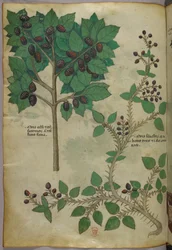 Ilustracja botaniczna, ok. 1440 r. (tusz i kolor na welinie)