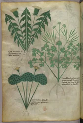 Ilustracja botaniczna, ok. 1440 r. (tusz i kolor na welinie)
