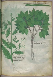 Ilustracja botaniczna, ok. 1440 r. (tusz i kolor na welinie)