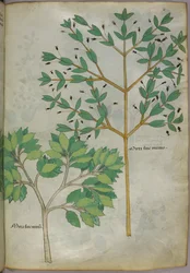 Ilustracja botaniczna, ok. 1440 r. (tusz i kolor na welinie)