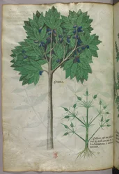 Botaniczna ilustracja drzewa owocowego i rośliny, ok. 1440 (tusz i kolor na welinie)