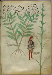 Ilustracja botaniczna przedstawiająca roślinę i mężczyznę oddającego mocz do doniczki, ok. 1440 r. (tusz i kolor na papierze)