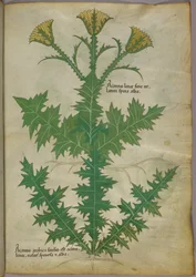 Botaniczna ilustracja rośliny, ok. 1440 r. (tusz i kolor na welinie)