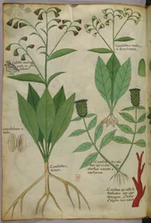 Botaniczna ilustracja roślin i koralowców z wężem i jeleniem, ok. 1440 (tusz i kolor na welinie)