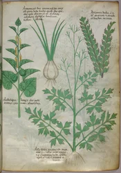 Botaniczna ilustracja roślin, ok. 1440 (tusz i kolor na welinie)