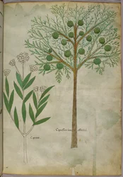 Botaniczna ilustracja roślin, ok. 1440 (tusz i kolor na welinie)