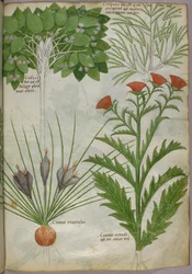 Botaniczna ilustracja roślin, ok. 1440 (tusz i kolor na welinie)