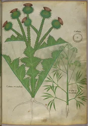 Botaniczna ilustracja roślin, ok. 1440 (tusz i kolor na welinie)