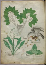 Ilustracja botaniczna przedstawiająca ptaka zabijającego innego ptaka, ok. 1440 r. (tusz i kolor na welinie)