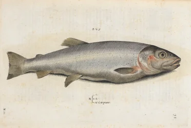 Karpiosz, ilustracja z „Aquatilium Animalium Historiæ liber primus”, Ippolito Salviani