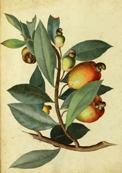 Nerkowiec – Ulisse Aldrovandi
