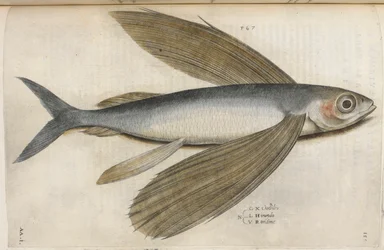 Latająca ryba, ilustracja z „Aquatilium Animalium Historiæ liber primus”, Ippolito Salviani