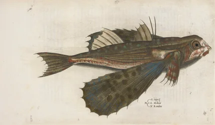 Latająca ryba, ilustracja z „Aquatilium Animalium Historiæ liber primus”, Ippolito Salviani