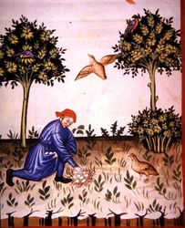 Fol.66v Zbieranie jaj kuropatwy, ilustracja z „Tacuinum Santiatis Codex Vindobonensis” (welum)