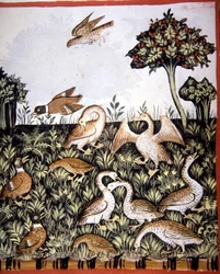 Fol.69v Kaczki i gęsi, ilustracja z „Tacuinum Santiatis Codex Vindobonensis” (welin)