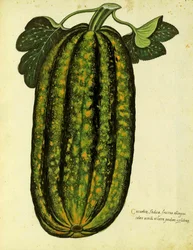 Zielona podłużna dynia Ulisse Aldrovandi (1522 - 1605) płyta wydana w Piante Fiori Frutti (ręcznie kolorowana grawerunek).