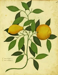 Włoska Heirloom Lemon autorstwa Ulisse Aldrovandi (1522 - 1605) płyta wydana w Piante Fiori Frutti (ręcznie kolorowana grawerunek).