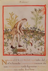 Ms.3054 fol.9 Zbiór pasternaku i marchwi, z 
