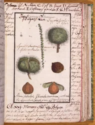 Ms 115 Kasztan, z Dizionario di Botanica (pióro i atrament i toaleta na papierze)