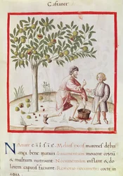 Ms 3054 fol.31 Zbiór i gotowanie kasztanów z 